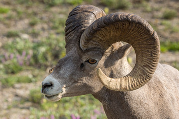 Portrait eines Bighornschafs am Icefields Parksway, Banff Nationalpark, Alberta, Kanada