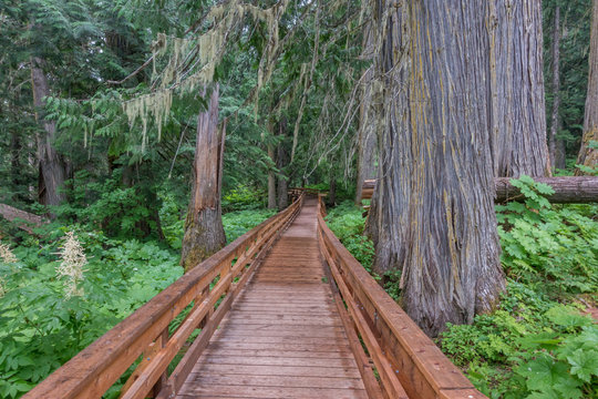 Wanderweg unterwegs im Ancient Cedar Forest nahe McBride, British Columbia, Kanada