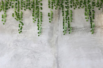 Green leaves on old cement wall background.