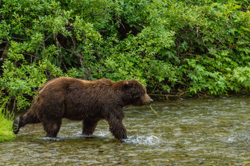 Mächtiger männlicher Grizzlybär am Fish Creek Wildlife Observation Site, Hyder, Alaska