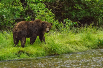 Obraz na płótnie Canvas Mächtiger männlicher Grizzlybär am Fish Creek Wildlife Observation Site, Hyder, Alaska
