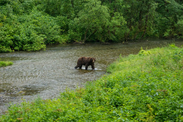 Fototapeta na wymiar Mächtiger männlicher Grizzlybär im Fish Creek, Hyder, Alaska