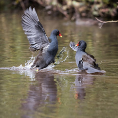 Common Moorhen, Moorhen, Gallinula chloropus