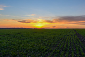 Sunset at the fields