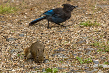 Eichhörnchen und Blue Jay auf dem Campground, Hyder, Alaska