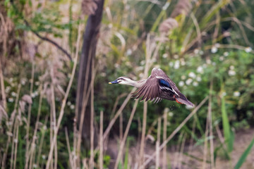 Bird in flight - Chinese Spot-billed Duck