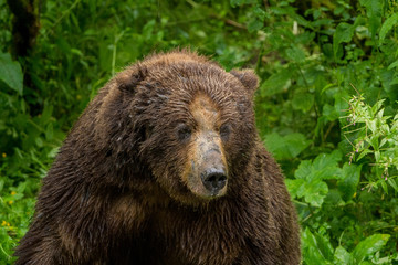 Portrait eines mächtigen männlichen Grizzlybär, Fish Creek Wildlife Observation Site, Hyder, Alaska