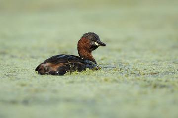 Little Grebe, Grebe, Tachybaptus ruficollis