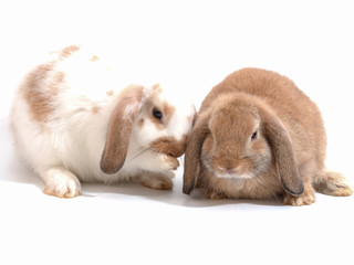 Two little Holland Lop white and brown rabbit on white background