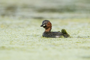 Little Grebe, Grebe, Tachybaptus ruficollis