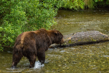 Obraz na płótnie Canvas Mächtiger männlicher Grizzlybär am Bach sitzend, Fish Creek Wildlife Observation Site, Hyder, Alaska