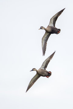 Bird in flight - Chinese Spot-billed Duck