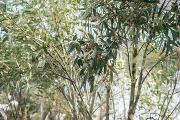 australian snow gum trees © gillianvann