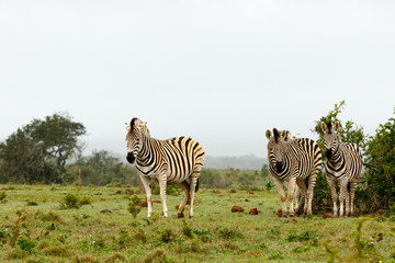 Zebras standing together close to the bushes