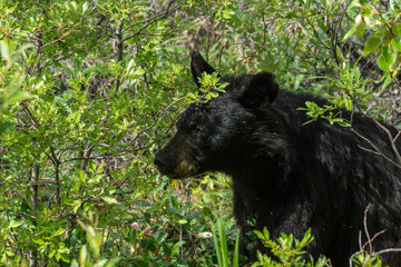 Fototapeta premium Schwarzbär am Cassiar Highway, British Columbia, Kanada