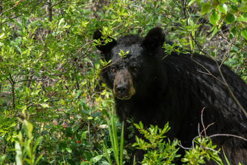 Naklejka premium Schwarzbär am Cassiar Highway, British Columbia, Kanada