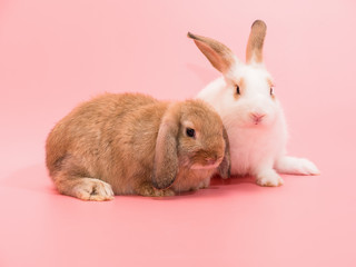 Two little Holland Lop white and brown rabbit on pink background