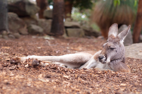 Kangaroo in Zoo