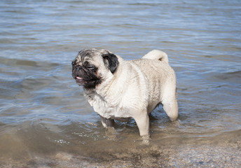 cute wet pug puppy dog standing panting with paws in water at lake on sunny day