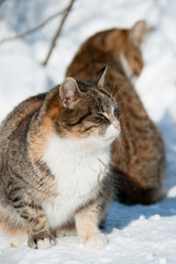 cats in winter on snow