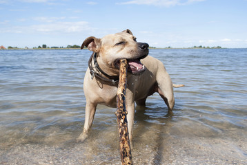 happy healthy staffordshire terrier dog, playing and swimming with stick on beach in park in summer