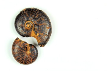 Ammonite fossils on a white background. 400 million years. Cretaceous-Devonian period.