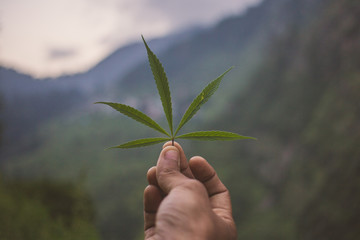 A marijuana leaf held with mountains in background.
