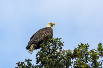 Obraz premium Weisskopfseeadler bei Teslin, Alaska Highway, Yukon, Kanada