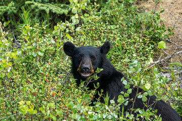 Fototapeta premium Schwarzbär am Alaska Highway, Yukon, Kanada
