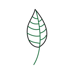 autumn leaf season natural foliage flora vector illustration