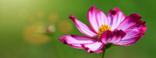 Fototapeta premium Pink cosmos flower background.