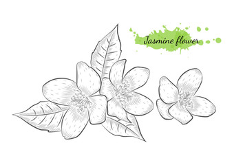 Isolated hand drawn vector illustration of jasmine flowers