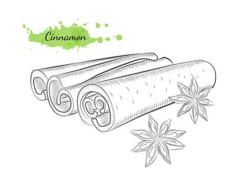 Isolated hand drawn vector illustration of cinnamon