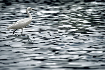 Airone bianco nel suo habitat naturale