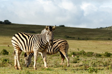 Fototapeta na wymiar Zebra standing and staring at you