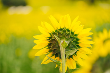 Sunflowers garden under the big tree in Khao Yai of Thailand