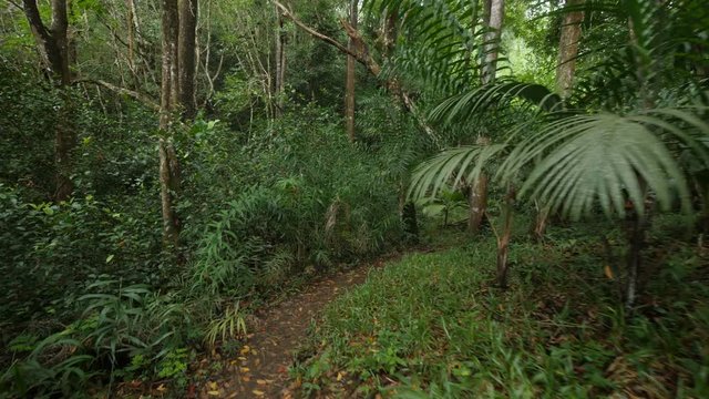 Forest Hike in Copolia Seychelles