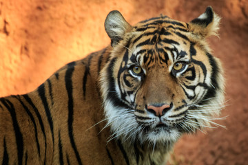 Fototapeta premium Sumatran Tiger Portrait