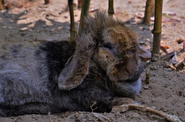 ウサギ