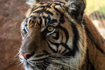 Sumatran Tiger Up Close