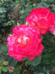 Chinese rose