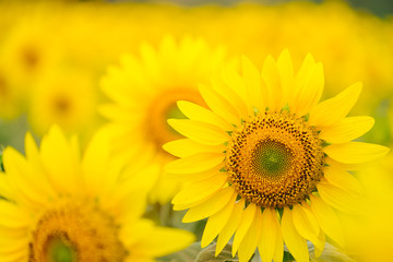 Sunflowers garden under the big tree in Khao Yai of Thailand