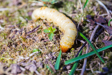 Big white caterpillar on a green background