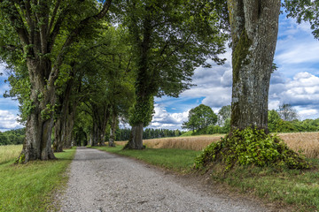 Kiesweg zwischen Feldern und einer Lindenallee unter weiß-blauem Himmel