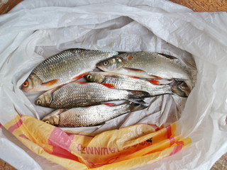 caught fish in a package