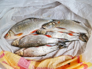 caught fish in a package