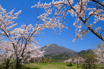 春の町営牧場（猪苗代町）