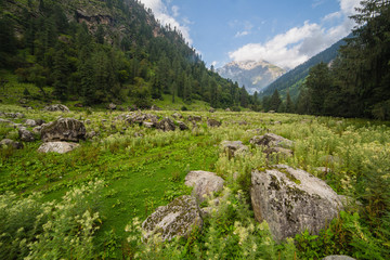 Fototapeta na wymiar A meadow at Buda Van near Tosh village in Himachal Pradesh.
