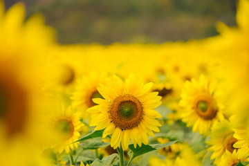 Sunflowers garden under the big tree in Khao Yai of Thailand