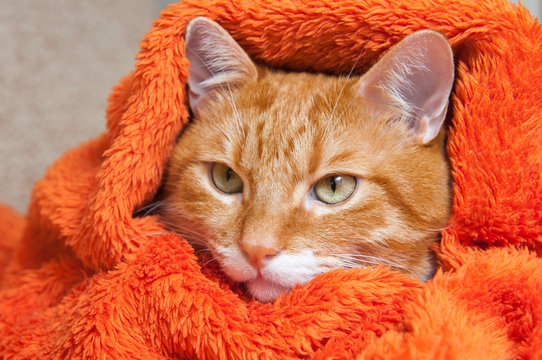 Sick Bright Red Cat In A Plush Soft Orange Wrap